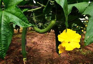 加拿大丝瓜爆料视频大全,揭秘幕后真相与精彩瞬间  第1张